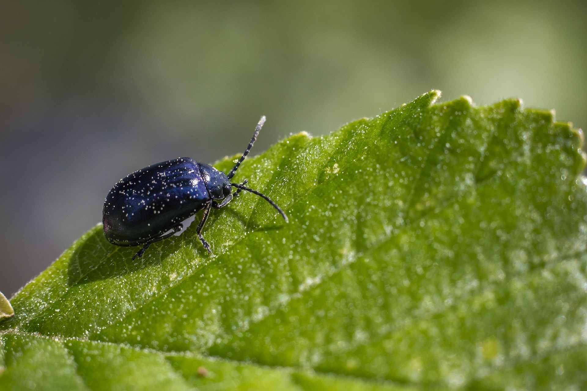 erik_karits-beetle-4829439_1920
