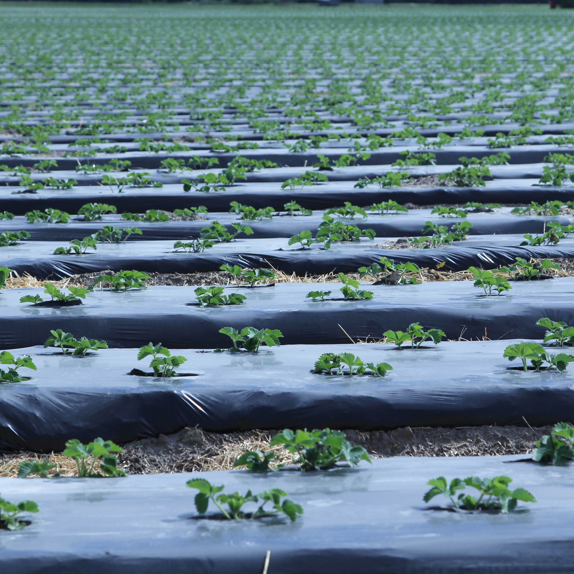 BioAgri Image